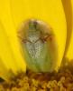 Cassida sp.